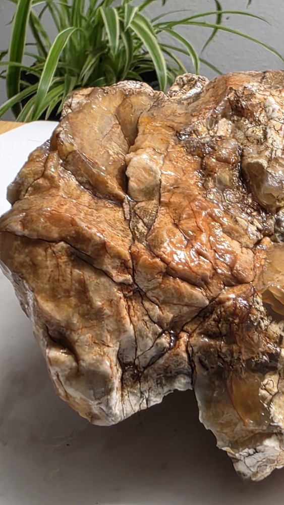 Petrified Wood Agatized