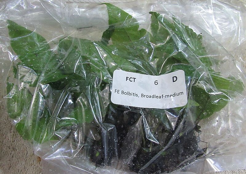 8 bolbitis boardleaf medium plants