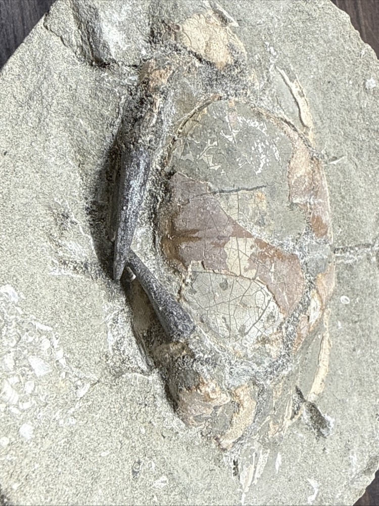Unique Fossil Crab Ball Type Specimen