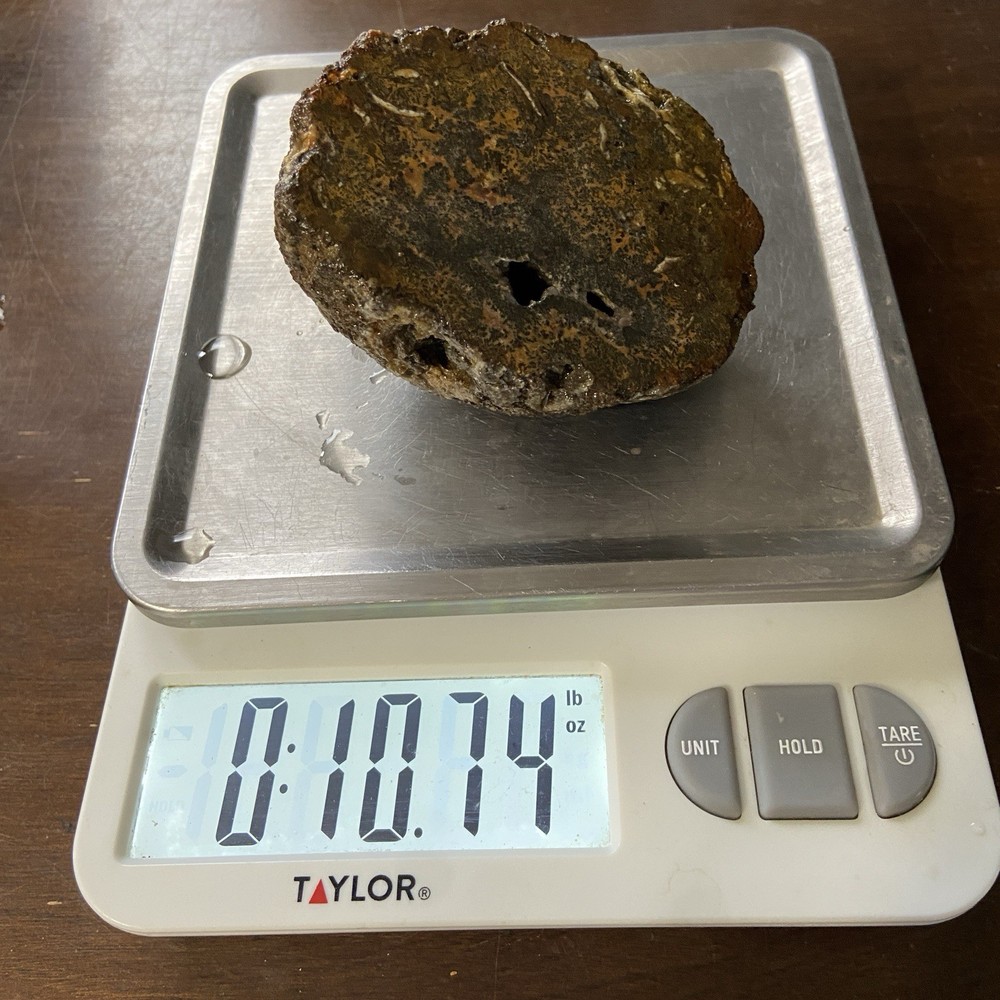 Orange Dendritic Agate Rough Lapidary Half 10.74 Oz