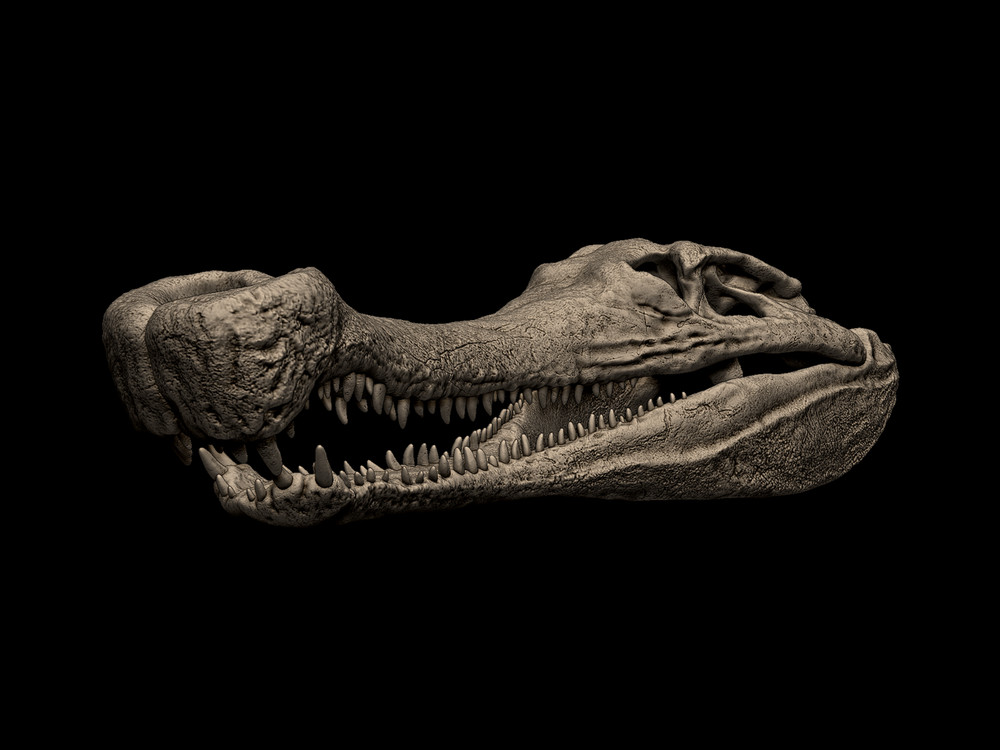 3d printed Sarcosuchus Skull head skull model dinosaur 1:1