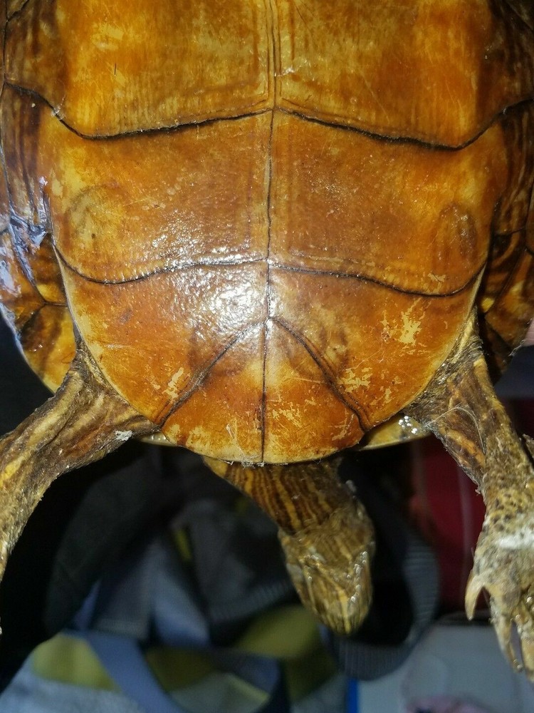 Awesome real turtle taxidermy.
