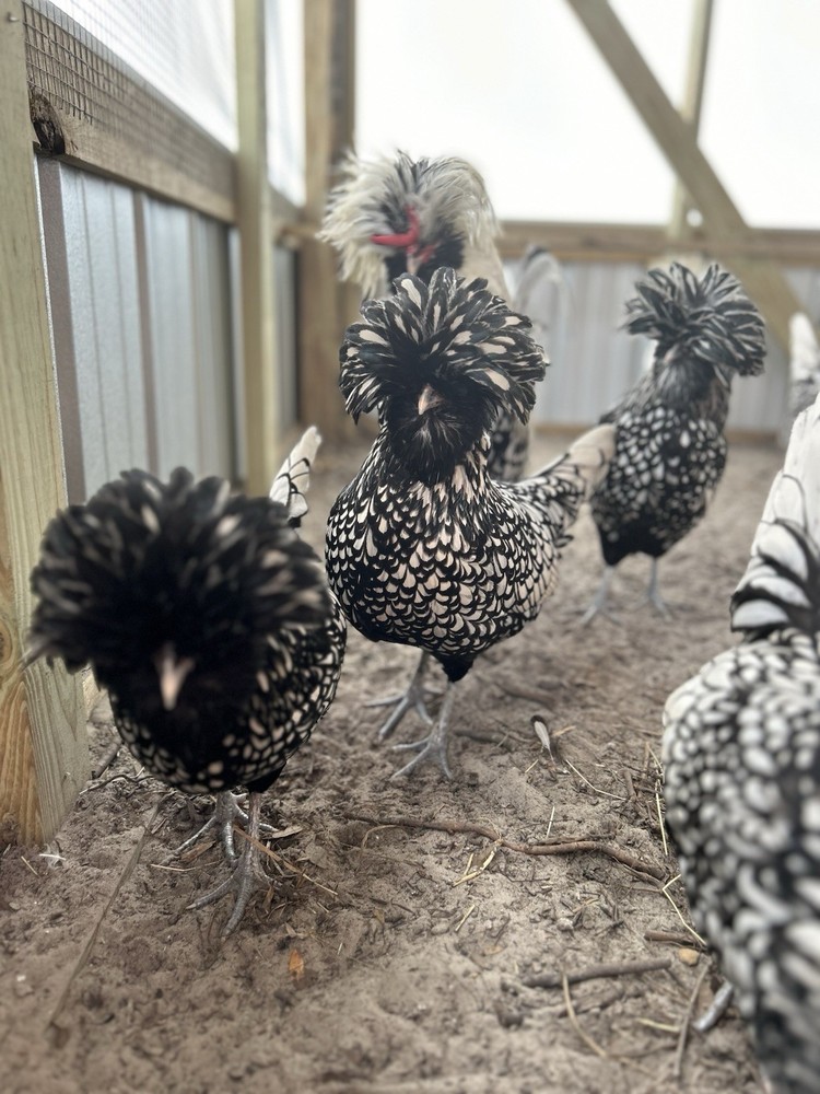 12 —TOTAL -pure silver Laced Polish Eggs