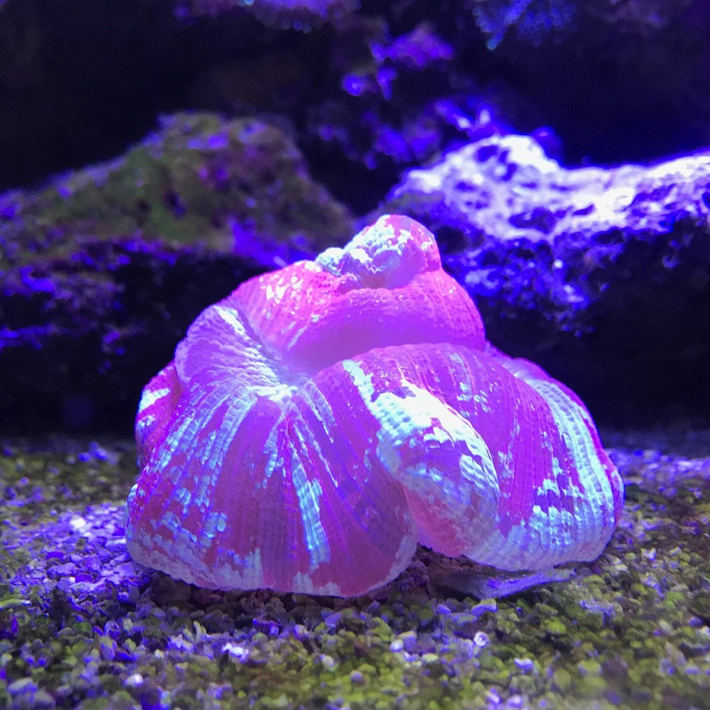 Reef Buffer, 4 kg / 8.8 lbs