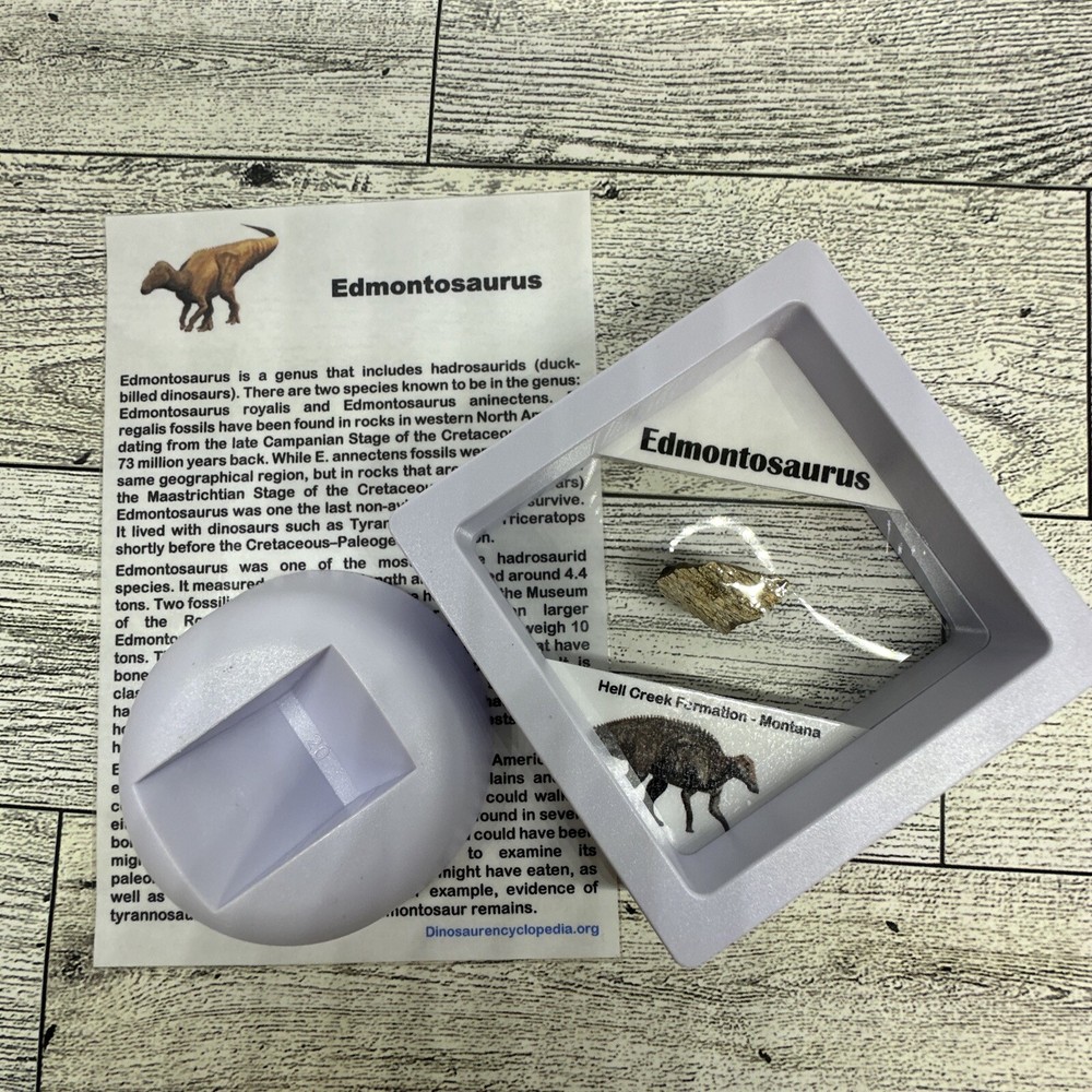 Edmontosaurus Extinct Dinosaur Bone Fossil with Display Case