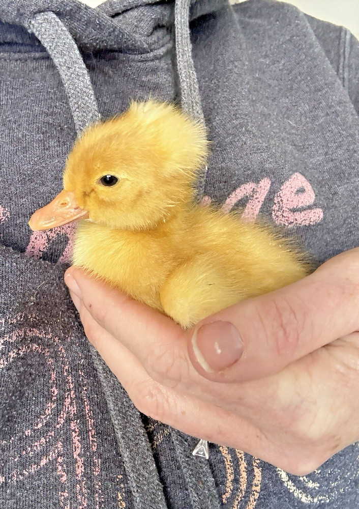 6++ White Crested Duck Hatching Eggs for Incubation