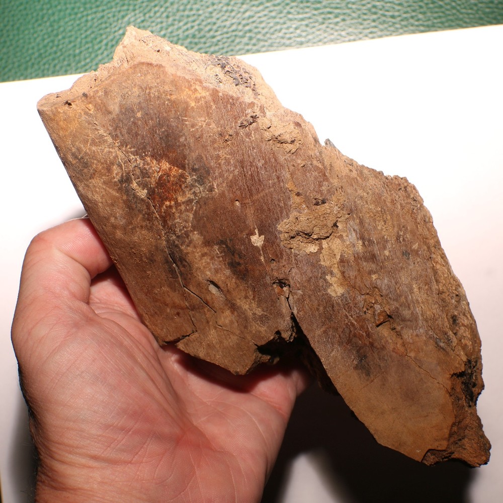 Large Dinosaur Bone Section - Authentic Fossil - Hell Creek Formation Cretaceous