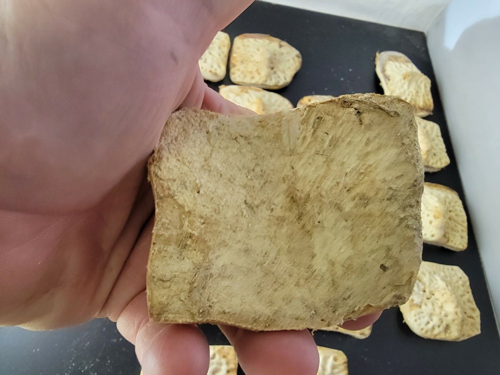 Gator Alligator Back Scute bone bones Bony scutes croc weird Osteoderms