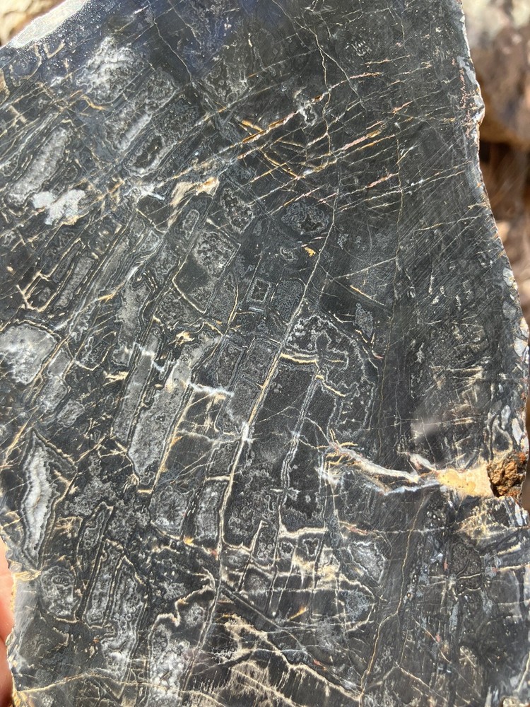 Petrified Wood Slab (End Cut)
