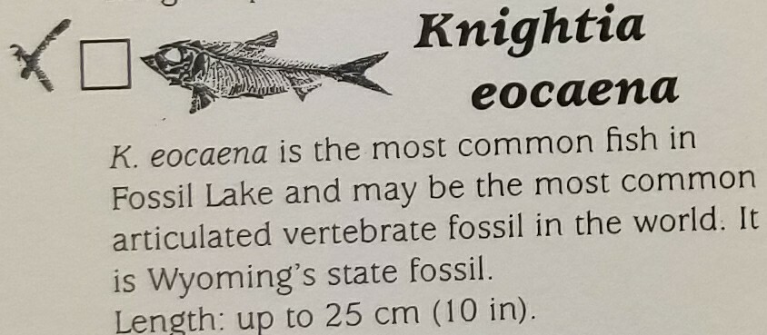 Fish Fossil (FF4) Knightia Eocaena