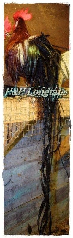 6+ BBRED Black Breasted Red Phoenix longtail Chicken hatching eggs SHOW QUALITY