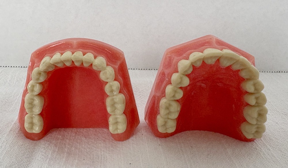 Vintage Dental Model for Teaching or Demonstration
