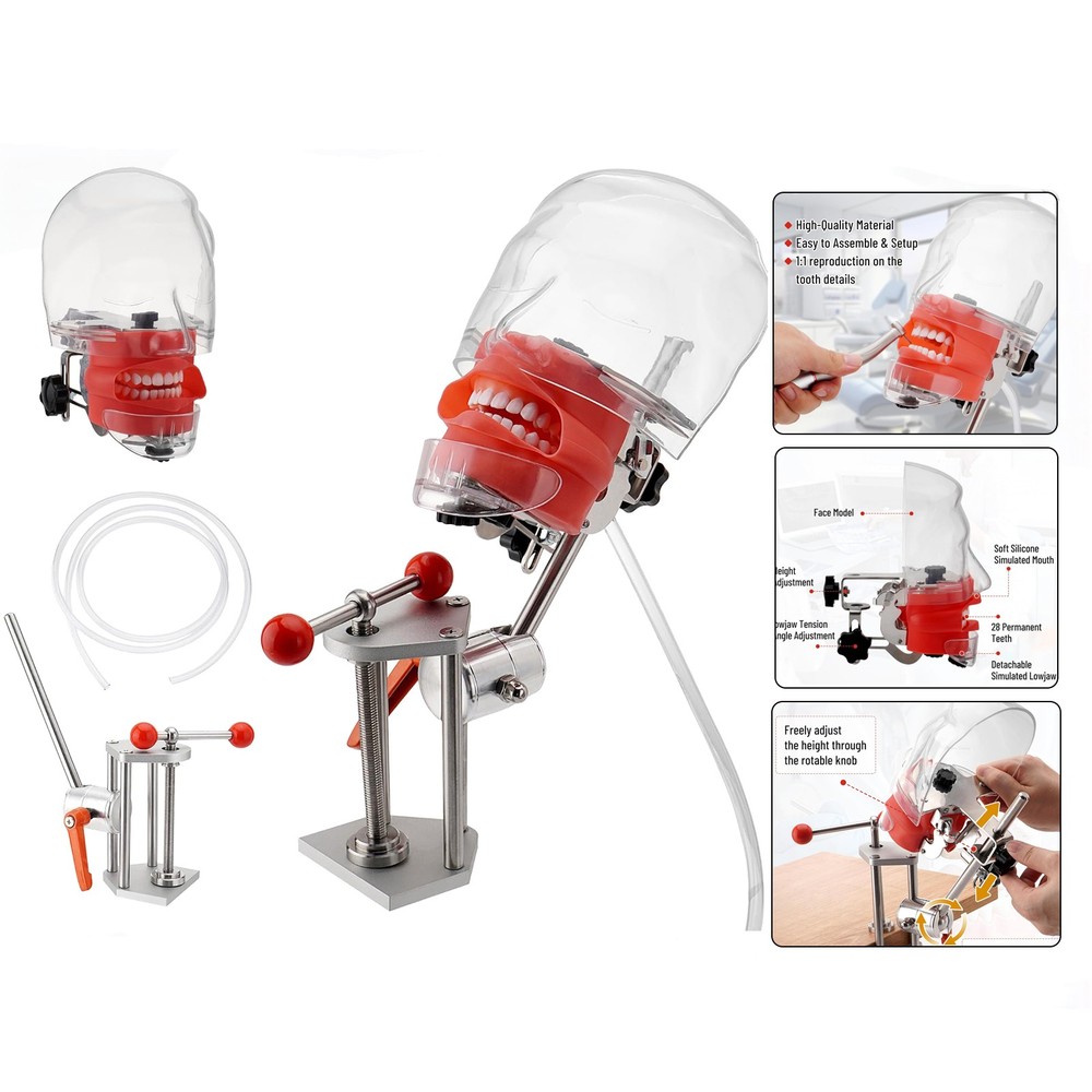 Dental Training Manikin Phantom Head Model Ideal for Demonstration & Education