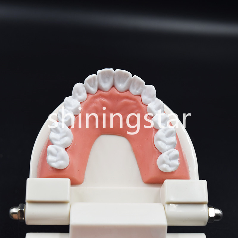 Dental Teaching Study Adult Standard Typodont Demonstration Teeth Model