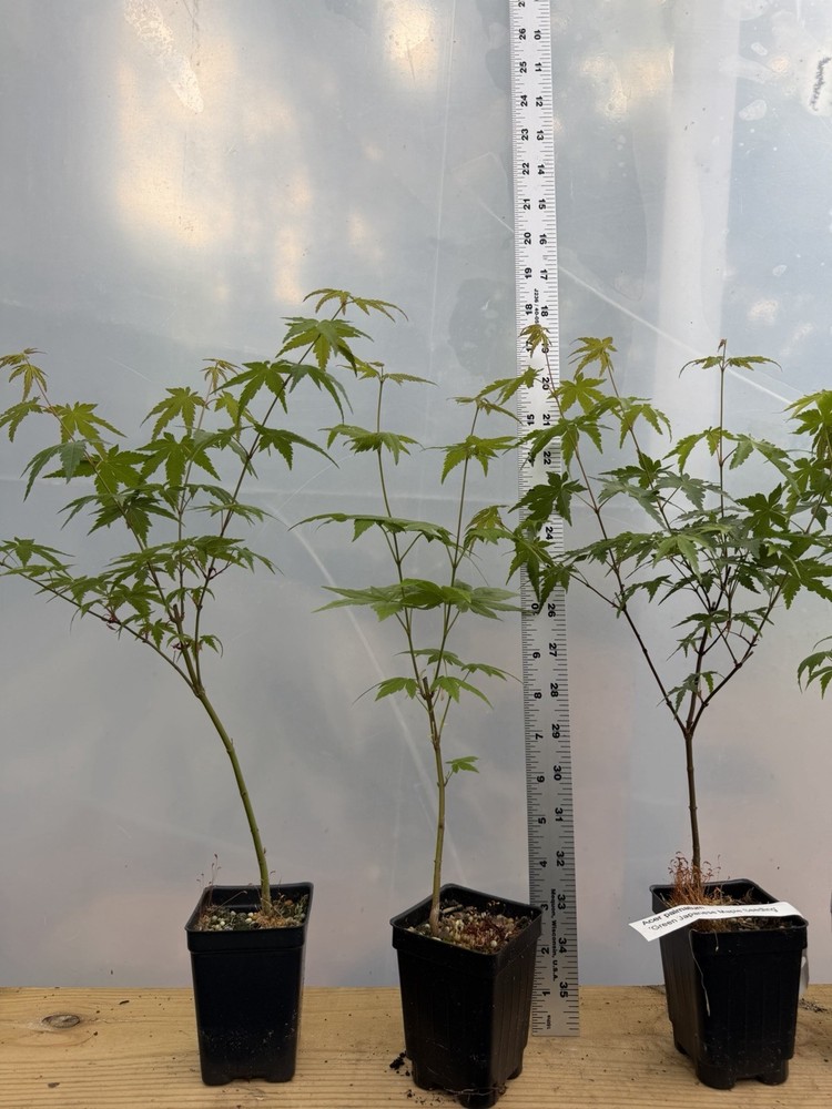 6 Japanese Maple Seedlings
