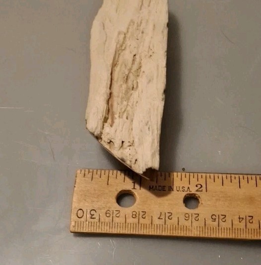 Fossilized Wood Polished