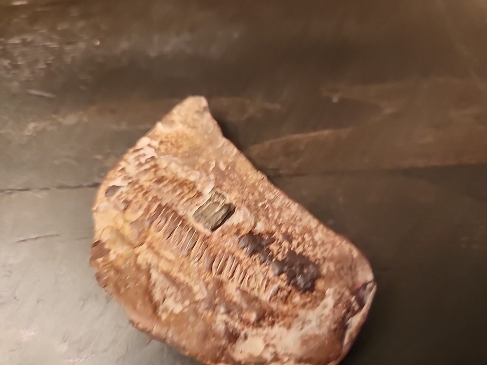 3" Natural Fossil