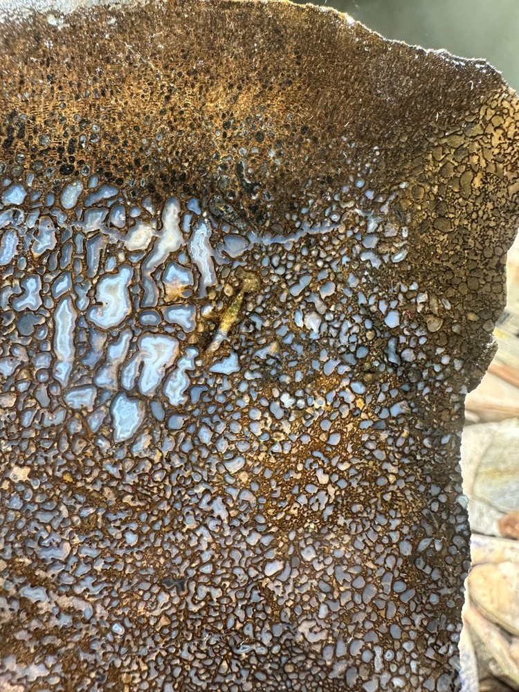 Dinosaur bone rough **hxtled slab.