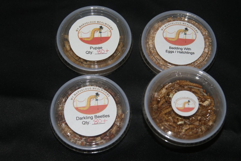 Mealworm Farm Starter Kit - FREE Priority Mail shipping