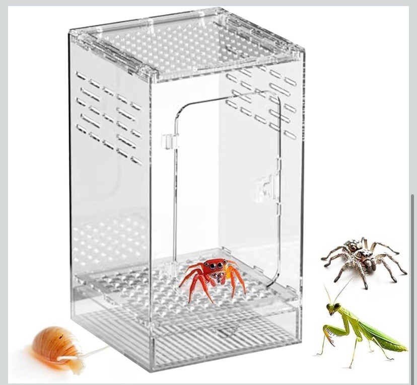 Jumping Spider Habitat