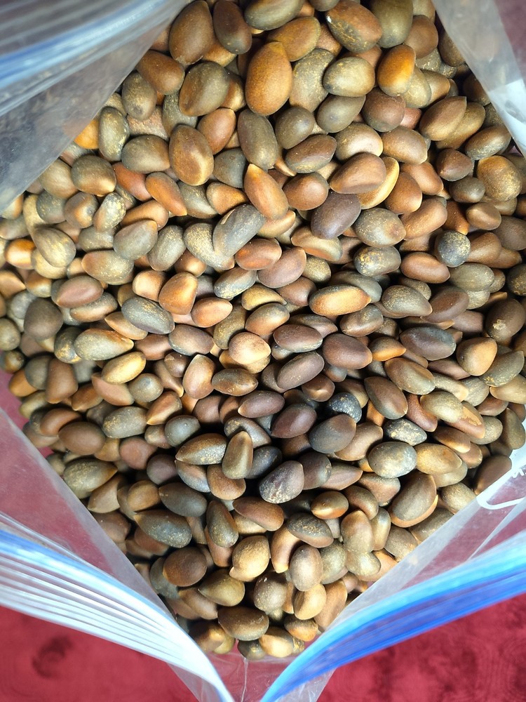 Pinon pine nuts Arizona 1 lbs. Raw