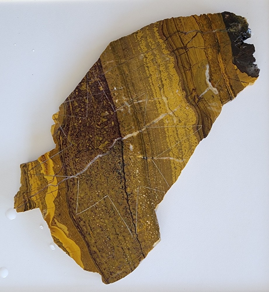 Orbicular Jasper Large Lapidary Slab