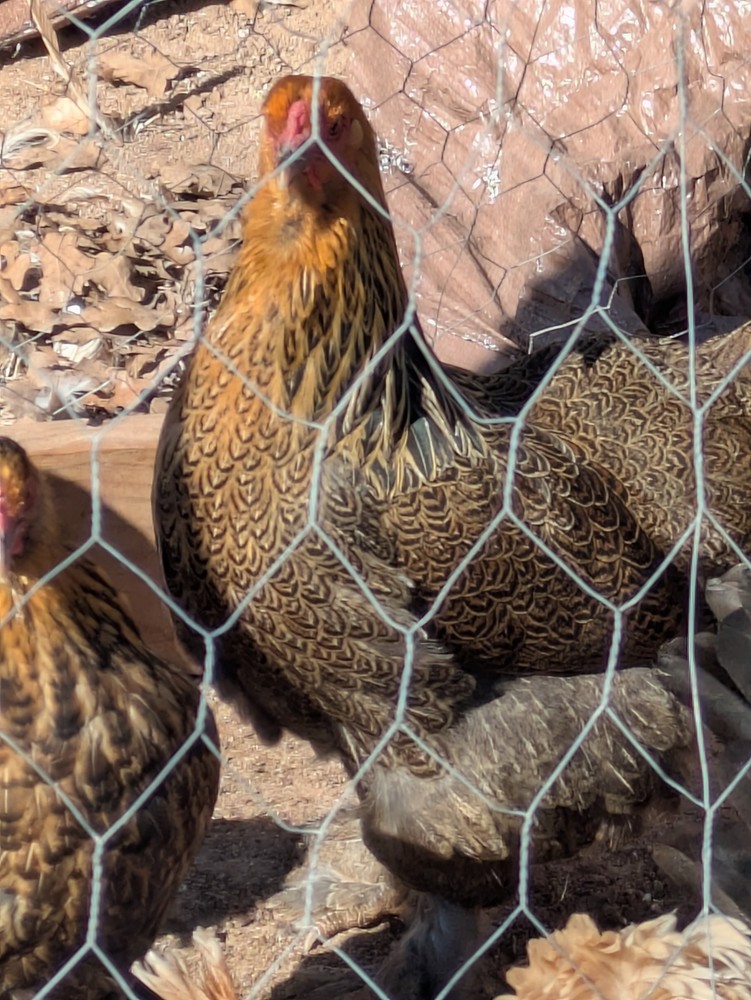Brahma Chicken Hatching Eggs 10+2 Pack