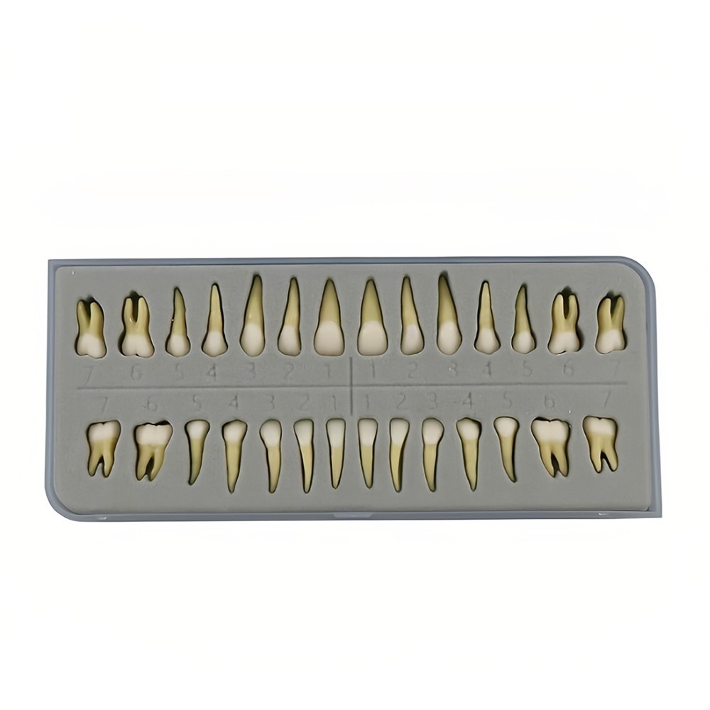 Dental 1:1 Permanent Teeth Demonstration Teach Study Model with 28Pcs Teeth