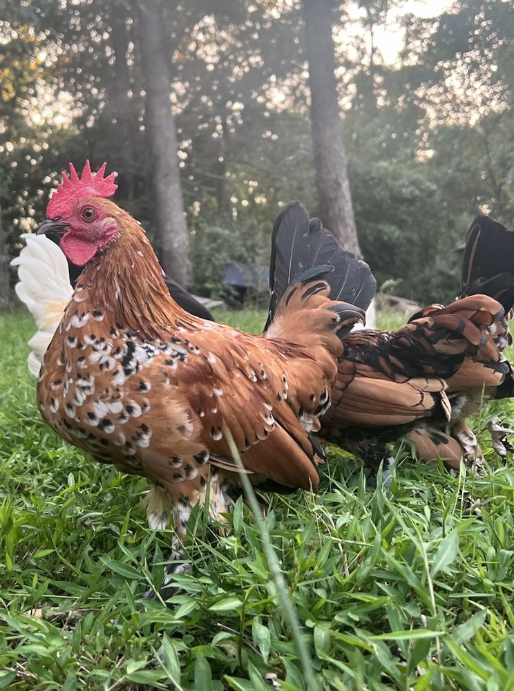 🐦‍🔥 Mille Fleur D'Uccle Bantam E G G S for HATCHING 🐦‍🔥