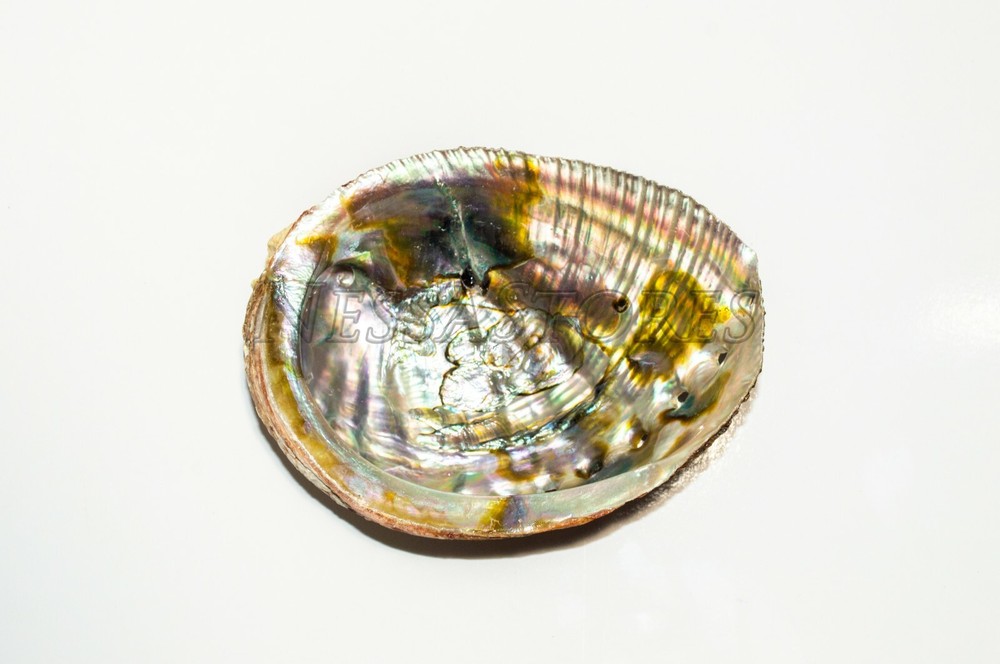 NessaStores- White Sage 4" & Abalone Shell 4" - 5" (1 Kit)