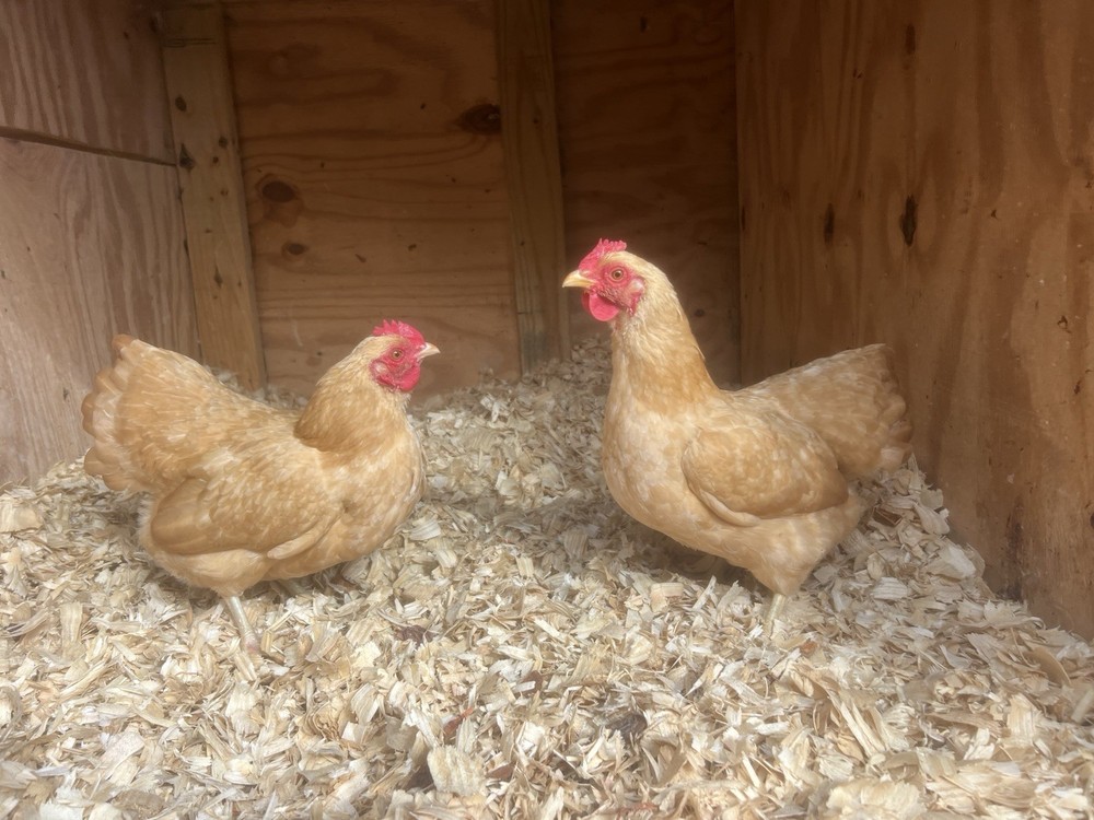 Assorted Bantam Hatching Eggs—Exhibition Line
