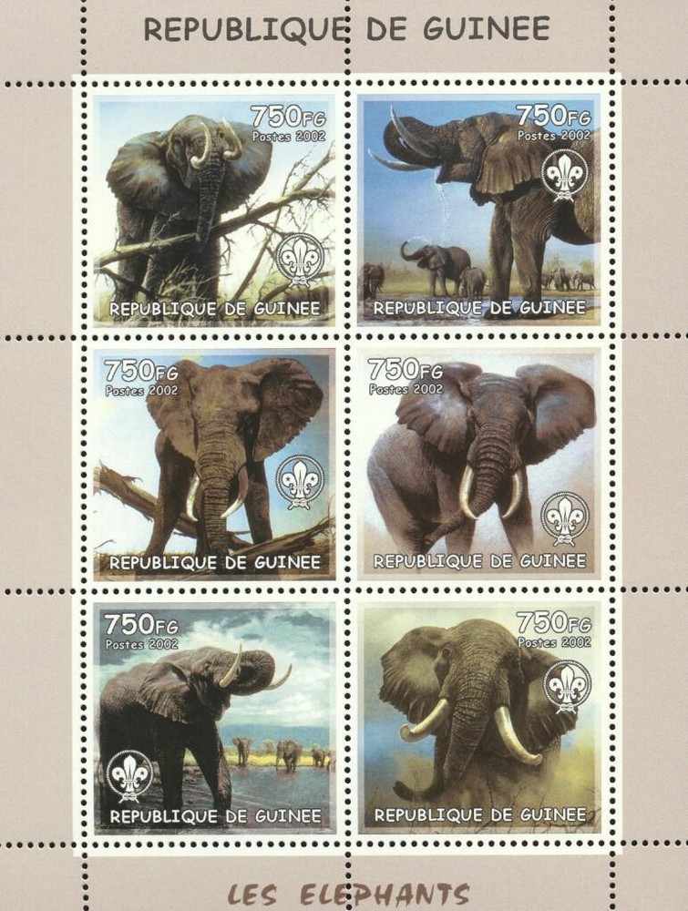 (203146) Scouting, Elephants, Guinea