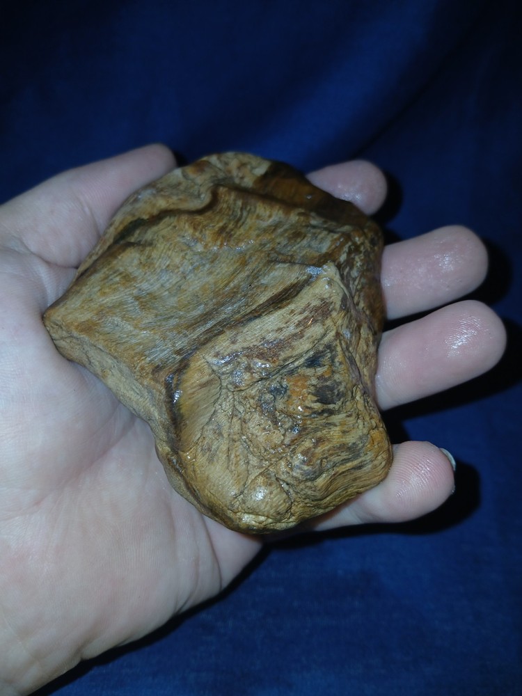 6.oz Petrified Palm Wood