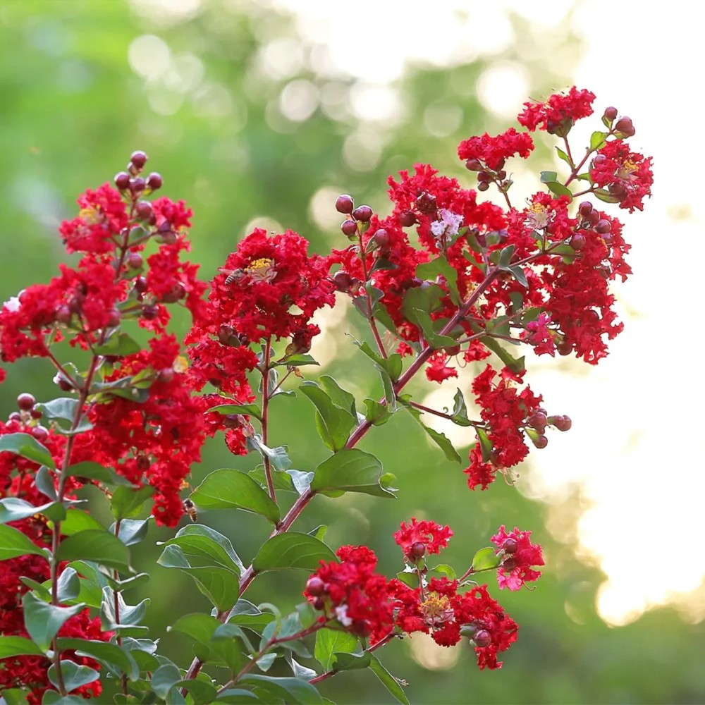 5 Red Crape Myrtle 12-18" Tall Starter Shrub Bare Root