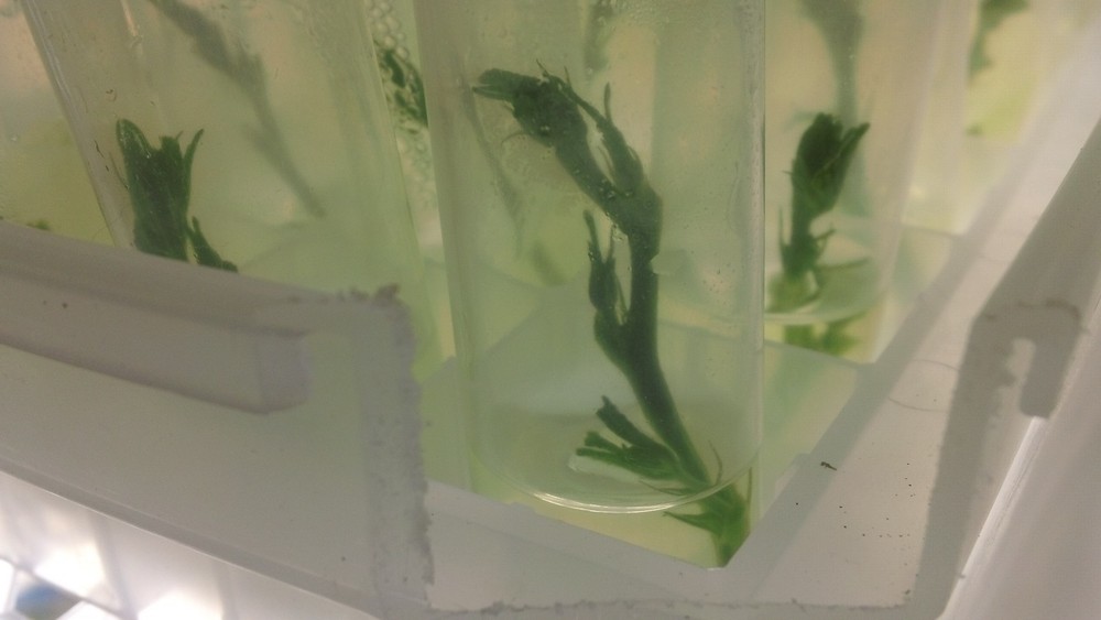 Replacement Liter Sterile Liquid Microclone Tissueponics Shortcut Tissue Culture