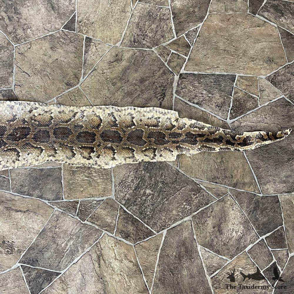 #26290 E | African Rock Python Snake Skin Rug Mount For Sale