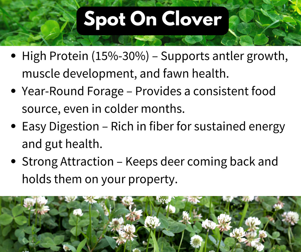 Attractive Multi-Year White Clover Food Plot Seed for Deer/turkey - Spring/Fall