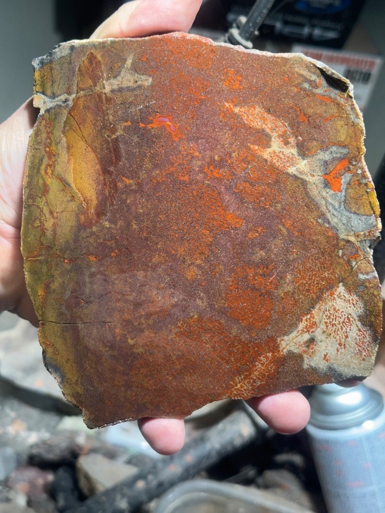 Dinosaur gem bone rough **hxtled large slab.