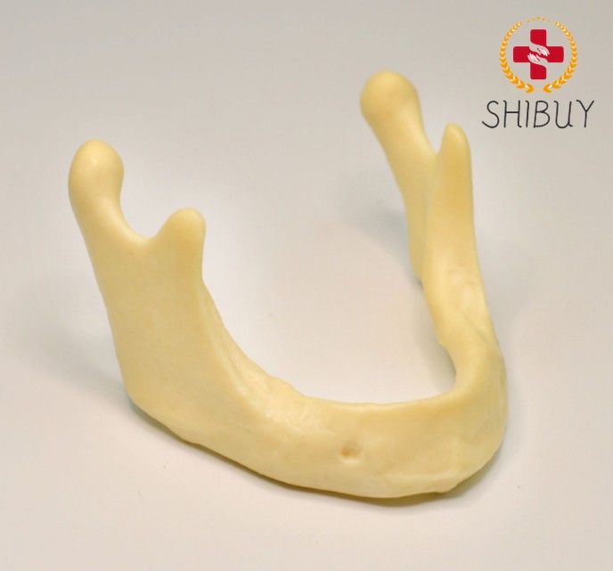 10PCS Dental Mandible Jaw Model for Basic Drilling Implant Insertion Practice