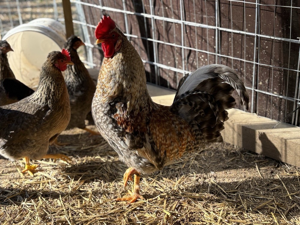 Cream Legbar Hatching Eggs (12 Eggs)