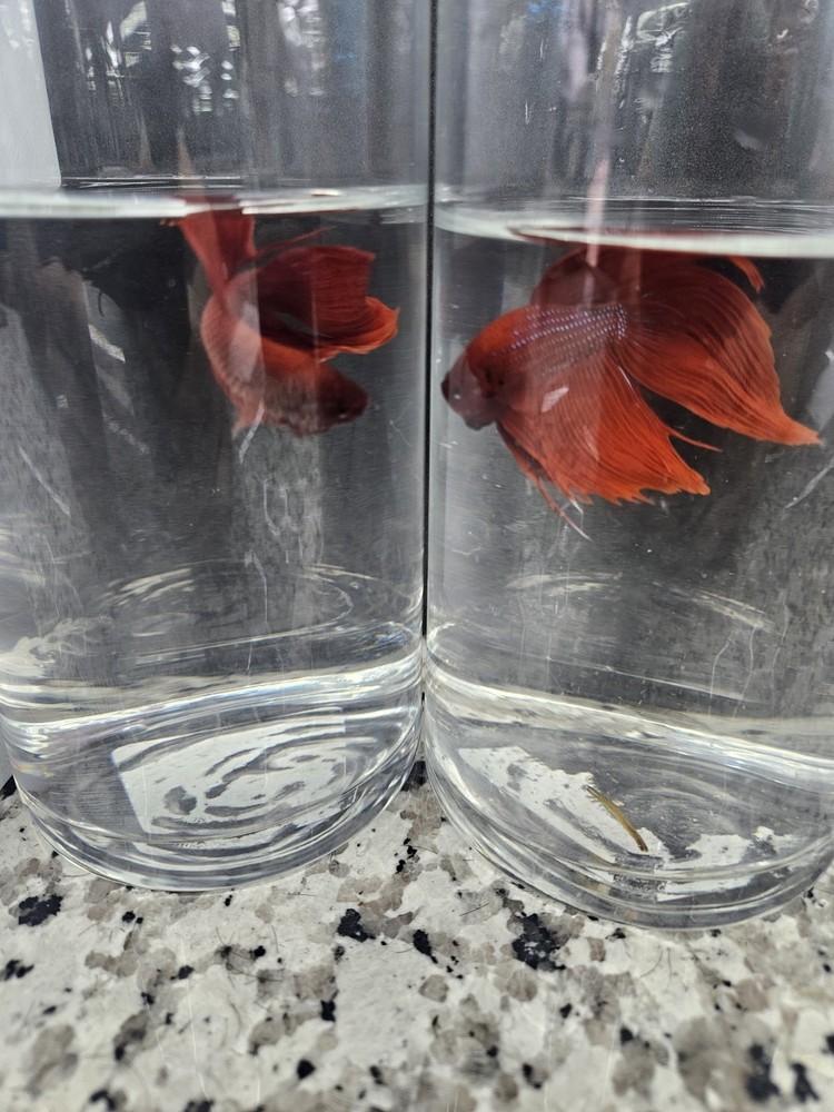 Betta Fish Set in Clear Glass Containers