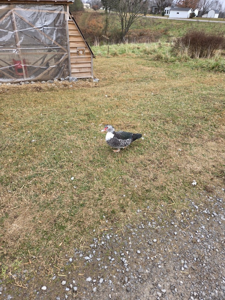 Muscovy Duck Hatching Eggs 12