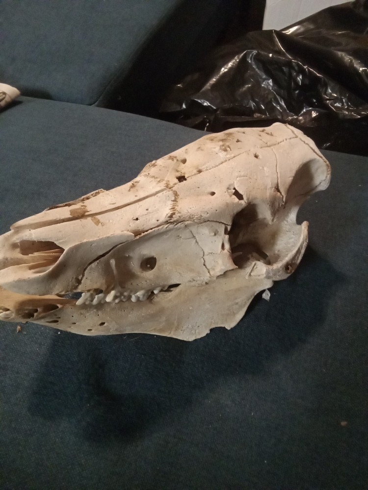 While Hog Skull