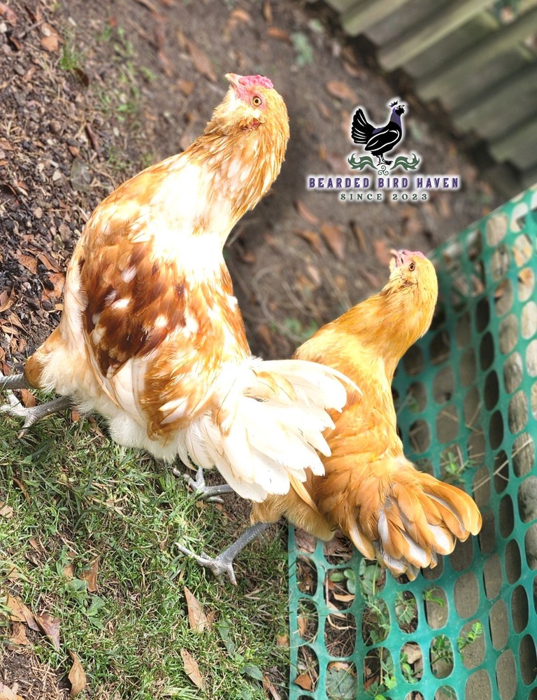 Easter Egger Hatching Eggs X6 (NPIP Certified: AI/PT Clean) + EXTRA