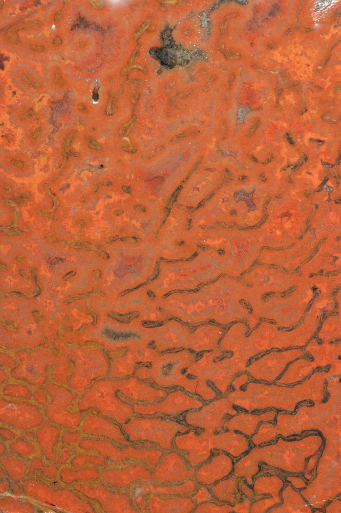 Orange Agatized Dinosaur Bone, New Mexico, 70 grams