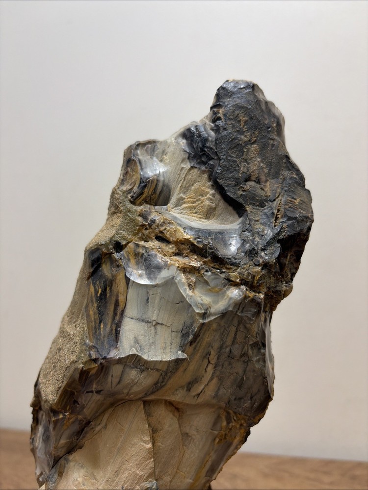 Incredible Black Multicolor Petrified Wood Scholar Stone!