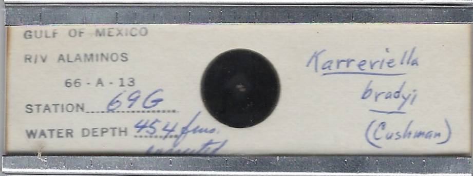 Foraminifera Karreriella bradyi Microfossil Microscope Slide