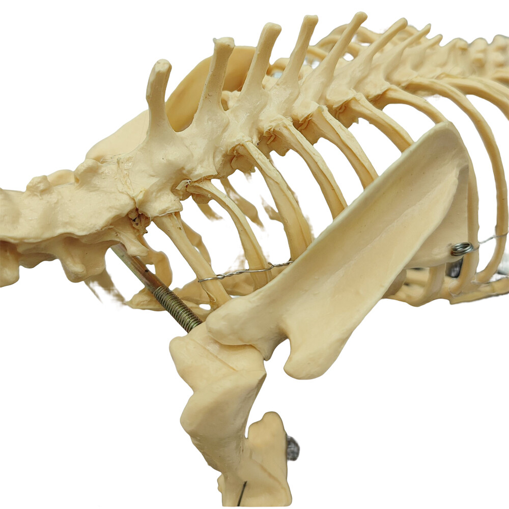 Model Canine Skeleton Standard Size Dog Display Lab Study Veterinary Animal