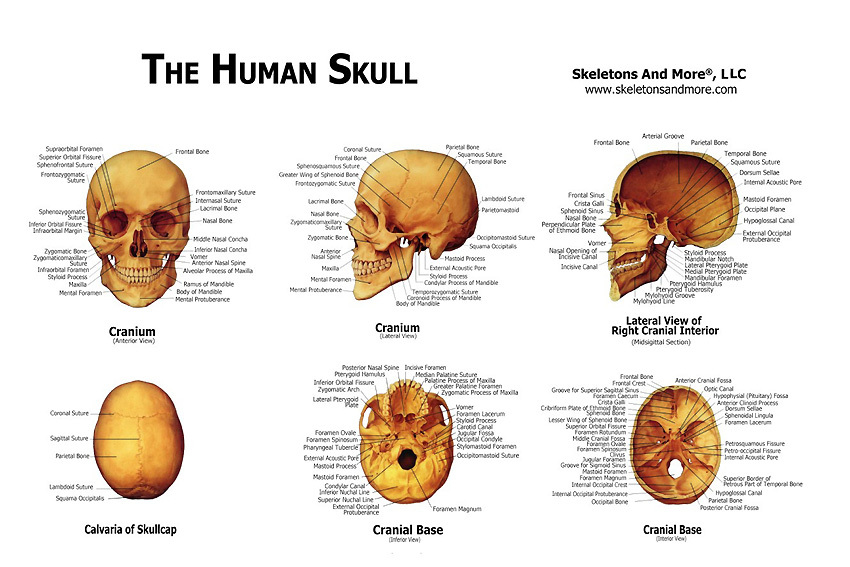 Human Skull Anatomical Chart Models Skulls, NEW