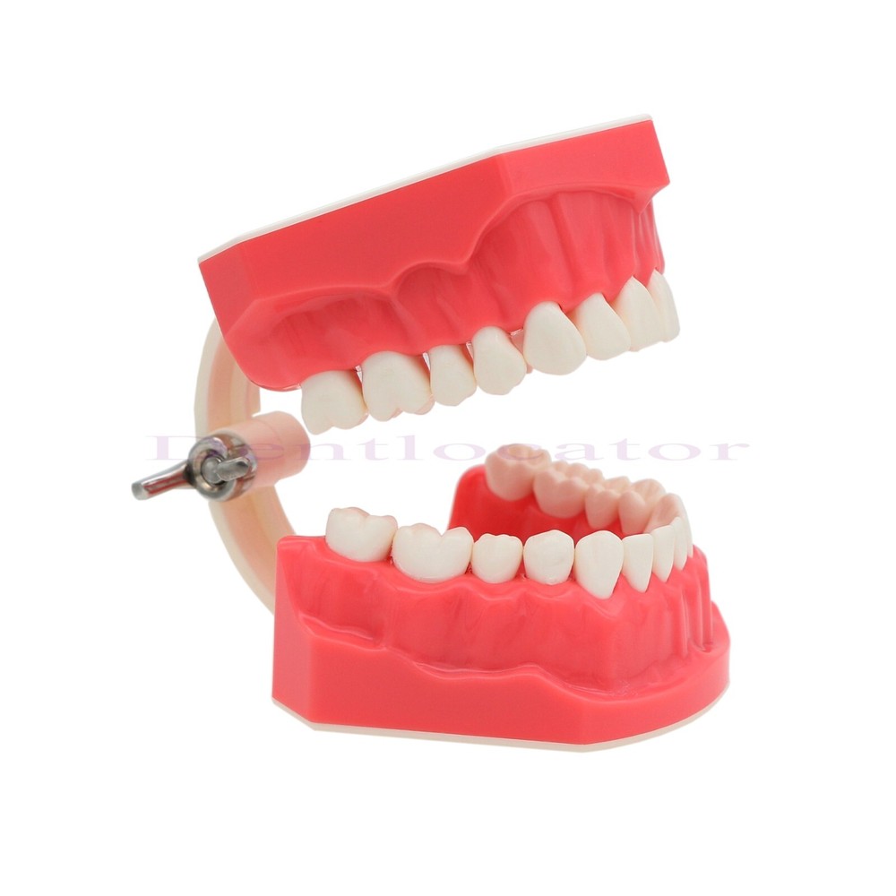 US Dental Typodont Teeth Model 1:1 Brushing Flossing Practice Teaching Model